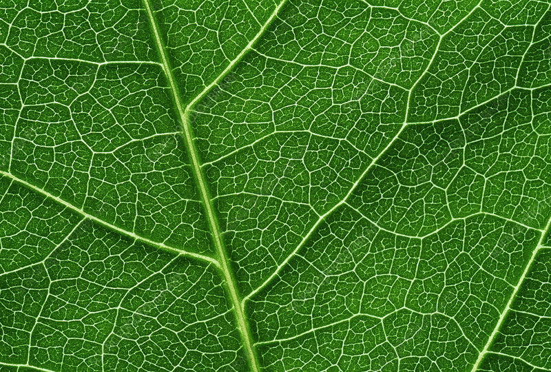 Leaf veins.  Close-up of an unidentified leaf. The main vein (midrib) runs diagonally up left. This branches off as other veins of the vascular system for food and water transport around the leaf.